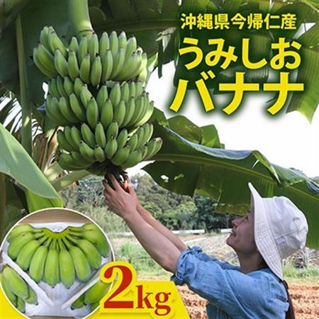 [2026年6月上旬から順次発送]今帰仁産のうみしおバナナ2kg