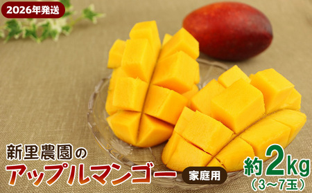 マンゴー[2026年発送]新里農園のアップルマンゴー家庭用(約2kg)