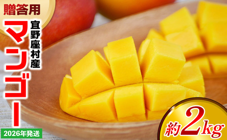 [2026年発送]贈答用マンゴー 約2kg[宜野座村産] 沖縄 南国 先行予約 期間限定 マンゴー 果物 くだもの フルーツ 果実 家庭用 自宅用 濃厚 甘い 芳醇 夏