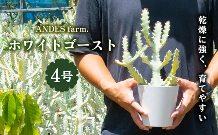 [ANDES farm.]沖縄育ち 良型ホワイトゴースト ユーフォルビア ホワイトゴースト 観葉植物 多肉植物 珍奇植物 白色 白い幽霊 希少 育てやすい 4号 35cm インテリア おしゃれ 人気 お祝い