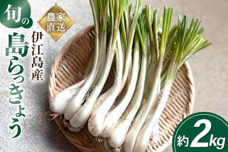 【期間限定発送】島らっきょう 約 2kg [畑シンカ 沖縄県 伊江村 ie47bde250002] 島ラッキョウ しまらっきょう 野菜 やさい 浅漬け 漬物 らっきょうみそ
