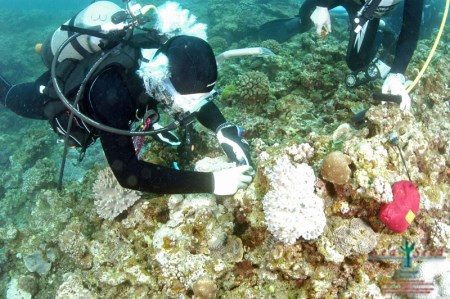 【SeaSeed】養殖サンゴ85株の移植放流