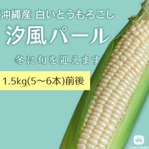 [2026年2月から順次発送]汐風パール 糖度20度超えの極甘とうもろこし 1.5kg(5〜6本)[配送不可地域:離島]