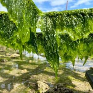 中城産 海人が手摘みで厳選 生アーサ 600g(300g×2袋)[配送不可地域:離島]