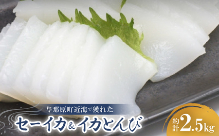 セーイカ2kg イカとんび500g お刺身用 約2.5kg【配送不可地域：離島】【1571052】