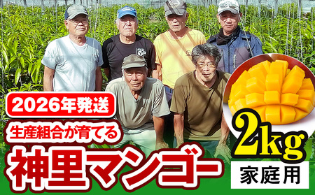 [2026年発送]生産組合が育てる神里のマンゴー2kg 家庭用