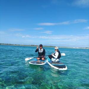 ɕSUPcA[(2l2ԃR[X)y1536076z