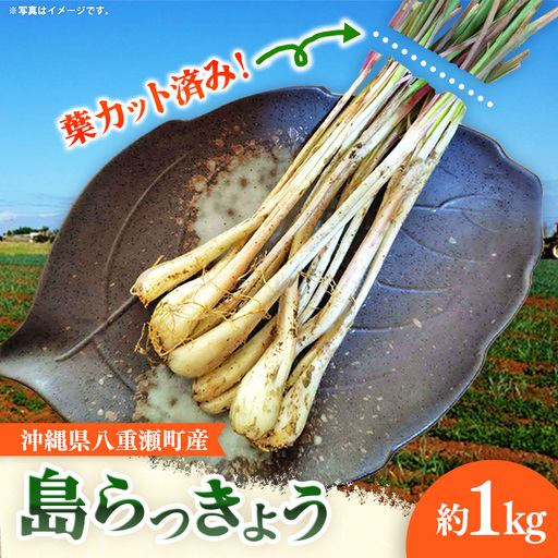 [先行受付][2026年発送]沖縄県八重瀬町産 葉切り落とし 島らっきょう約1kg - 生らっきょう 国産 甘酢漬け 漬物 天ぷら チャンプルー 有機栽培 おすすめ 送料無料