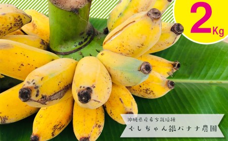 希少栽培種のばなな!ぐしちゃん銀バナナ約2Kg