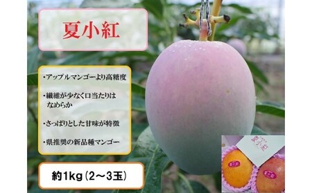 2024年 先行予約 マンゴー 夏小紅 約1kg 2〜3玉 ますみ農園 甘味 スッキリ 果物 フルーツ