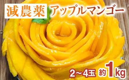 2025年 先行予約 栽培期間中 減農薬 アップルマンゴー 約1kg 2〜4玉 アナナス農園 完熟 マンゴー 果物 フルーツ