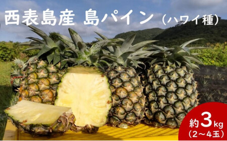 2025年 先行予約 島パイン (ハワイ種) 約3kg 2〜4玉 パイナップルの王道 西表島産 パイン 果物 フルーツ