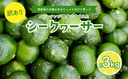 訳あり 2026年 先行予約 青切り シークヮサー 約3kg 西表島ふる〜つらんど☆ 果物 フルーツ 026-a008_2026