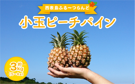 2026N s\  s[`pC 3kg 5`8 \ӂ`ǁMbƁI ʕ t[c pC