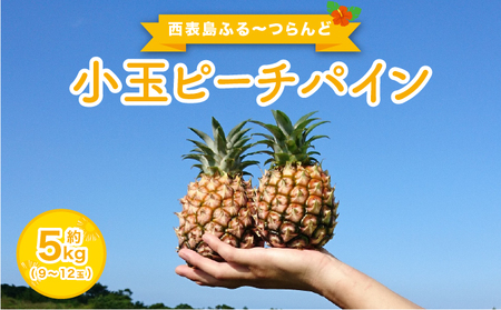 2026N s\  s[`pC 5kg 9`12 \ӂ`ǁMbƁI ʕ t[c pC