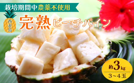 2026年 先行予約 西表島の完熟ピーチパイン 3kg (3〜4玉)[嘉本商店 完熟 果物 フルーツ]お届け:5月中旬〜6月中旬頃