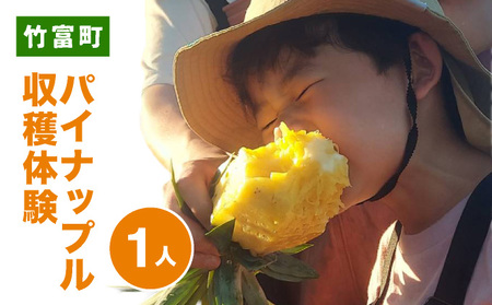 パイナップル収穫体験[1名]爽やかな朝日を浴びた中での開催♪(4月25日〜6月15日開催)