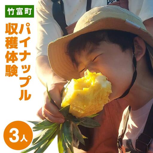 パイナップル収穫体験【3名】爽やかな朝日を浴びた中での開催♪（4月25日～6月15日開催）
