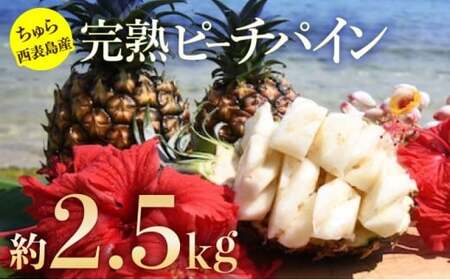 2026年 先行予約 ピーチパイン 約2.5kg 3〜5玉 ちゅら西表島産!! ゆたか農園 完熟 パイン 果物 フルーツ パイナップル