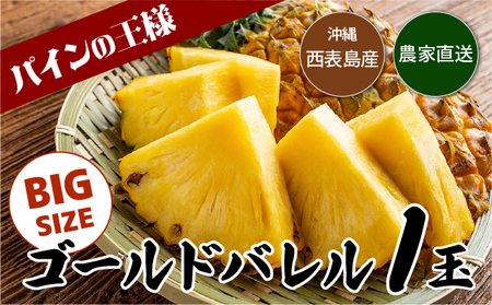 [2026年発送]ゴールドバレルビッグな1玉セット