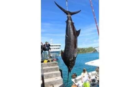 日本最西端からカジキ丸ごと1本相当を直送 G004 クロカジキ カジキマグロ 100kg相当 パーティ