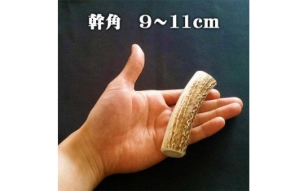 えぞ鹿カット角[約10cm×3本]※トリーツ