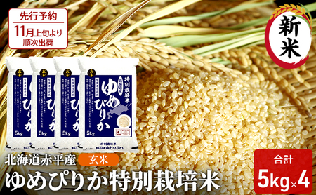  kCԕY ߂҂肩 20kg (5kg×4) ʍ͔|  kC  ӂ邳Ɣ[