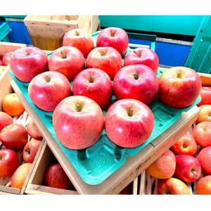 y2025N12\zϓx13xȏ! tƂ炸Tӂ 3kg 󂠂yzsnFzy1682156z