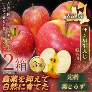 [青森直送 季節の味覚をお届け]サン早生ふじ 3個入×2箱(贈答用)2026年産 産地直送 限定生産[配送不可地域:離島]