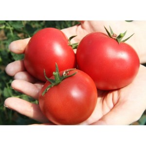 栽培期間化学肥料・農薬不使用　高糖度トマト「愛香」約1.6kg【7月中旬より発送】【1284312】