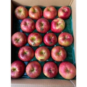 [令和6年10月中旬頃発送開始]青森りんご家庭用「葉とらずシナノスイート」約5kg[配送不可地域:離島]