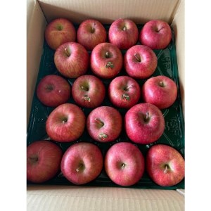 [令和6年11月中旬頃発送開始]青森りんご家庭用「葉取らずサンふじ」約5kg[配送不可地域:離島]