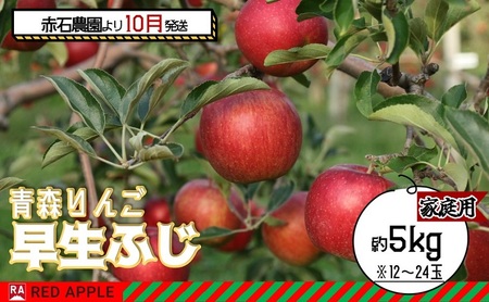 りんご [ 10月発送 ]家庭用 早生ふじ 約 5kg [ 弘前市産 青森りんご ] 果物 フルーツ 食後 デザート 早生りんご ジューシー シャキシャキ