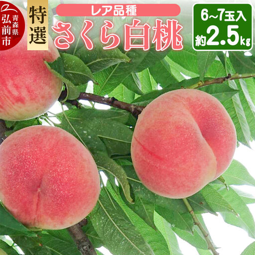 【26年9月発送】もも レア品種 さくら白桃【特選】約2.5kg 6玉～7玉入り