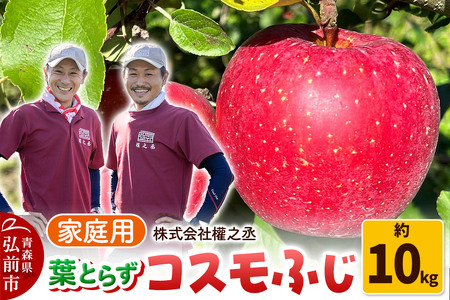 y25N11oׁz ܔV tƂ炸 RXӂ ƒp 10kgyOOsYEX񂲁z