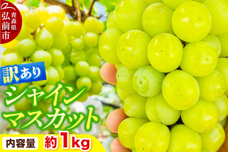 [26年10月〜クール便発送][先行受付]ぶどう[訳あり]シャインマスカット 約1kg 青森県弘前市