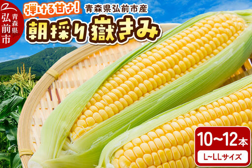 [26年9月上旬クール便発送]とうもろこし 朝採り 嶽きみ(だけきみ)10本〜12本入り L〜LLサイズ 青森県 弘前市