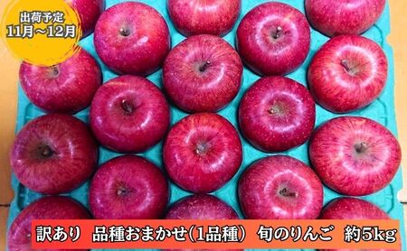 りんご [11〜12月発送] 訳あり 家庭用 百年木の香 三上農園 旬のりんご 約 5kg 品種おまかせ1品種 [ 弘前市産 青森りんご 果物類 林檎 リンゴ ]