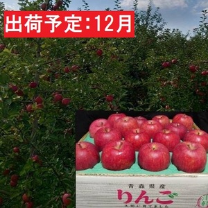 12月発送 蜜入り 最高等級「特選」大玉 葉とらず サンふじ 約5kg 糖度14度以上 [ 弘前市産 青森りんご ]※オンライン決済のみ