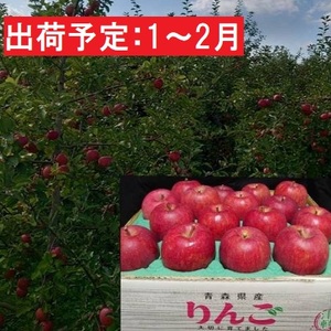 1月〜2月発送 最高等級「特選」大玉 葉とらず サンふじ 約5kg 糖度14度以上 [ 弘前市産 青森りんご 果物類 林檎 リンゴ フルーツ ]