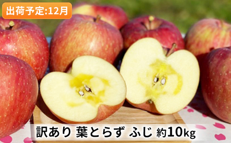 りんご [ 12月発送 ] 訳あり 当園の味自慢! 葉とらずふじ 約 10kg [ 弘前市産 青森りんご 果物 フルーツ デザート 酸味 ジューシー シャキシャキ ]