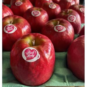 [極小サイズ]鎌田林檎園直送! キュンとする爽快な酸味りんご!!希少品種 ピンクレディ 5キロ箱使用_果物・フルーツ りんご リンゴ 林檎_
