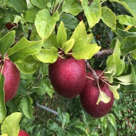 青森りんご 恋空(こいぞら) 家庭用 約3kg お盆の頃に収穫 真夏の本格派りんご 約12個入り[配送不可地域:離島]