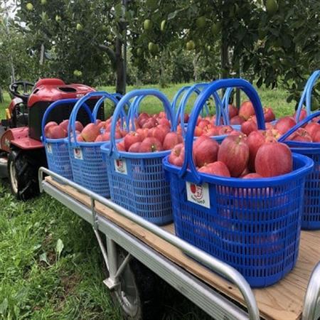 青森県産 シナノレッド 家庭用 約3kg 夏の暑さに合う、果汁溢れる爽やかな酸味のりんご[配送不可地域:離島]