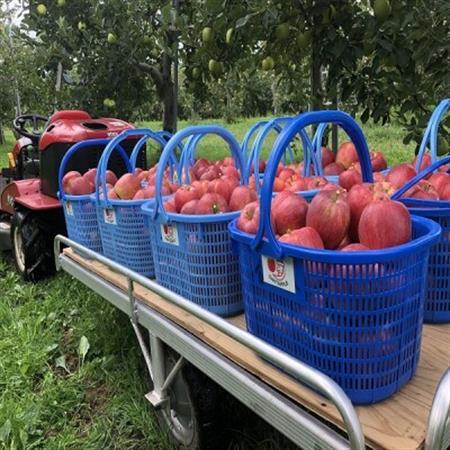 青森県産 シナノレッド 贈答用 約3kg 夏の暑さに合う、果汁溢れる爽やかな酸味のりんご[配送不可地域:離島]