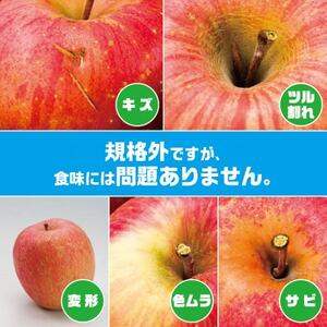 【R7年11月上旬～発送開始】内容量　約10Kg　訳ありりんご　シナノスイート　24～46個入_果物・フルーツ りんご  リンゴ 林檎_【配送不可地域：離島・沖縄県】【1333054】