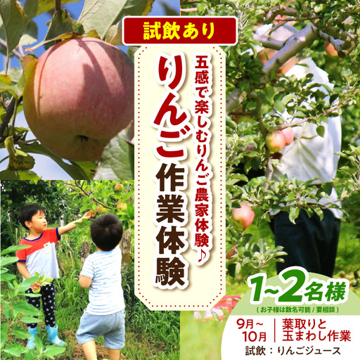 体験型 りんご作業体験(葉取り・玉まわし/9〜10月)大人2人まで青森県五所川原市