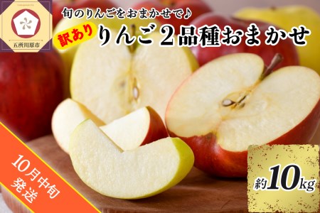 【2024年10月中旬発送】 【訳あり】 旬の美味しい りんご 約10kg 青森産 【おまかせ2品種】