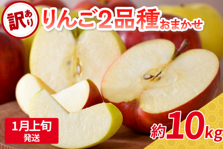 【2026年1月上旬発送】 【訳あり】 旬の美味しい りんご 約10kg 青森産 【おまかせ2品種】