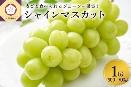 [2024年11月上旬発送] 青森産 シャインマスカット 1房 (3〜4L・600〜700g程度) 大粒